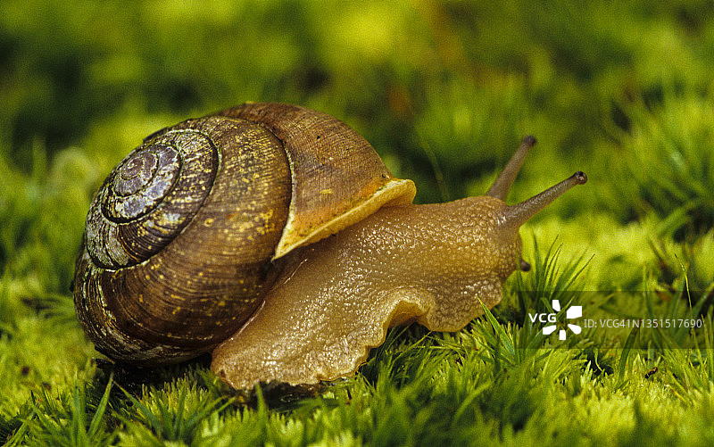陆地蜗牛图片素材