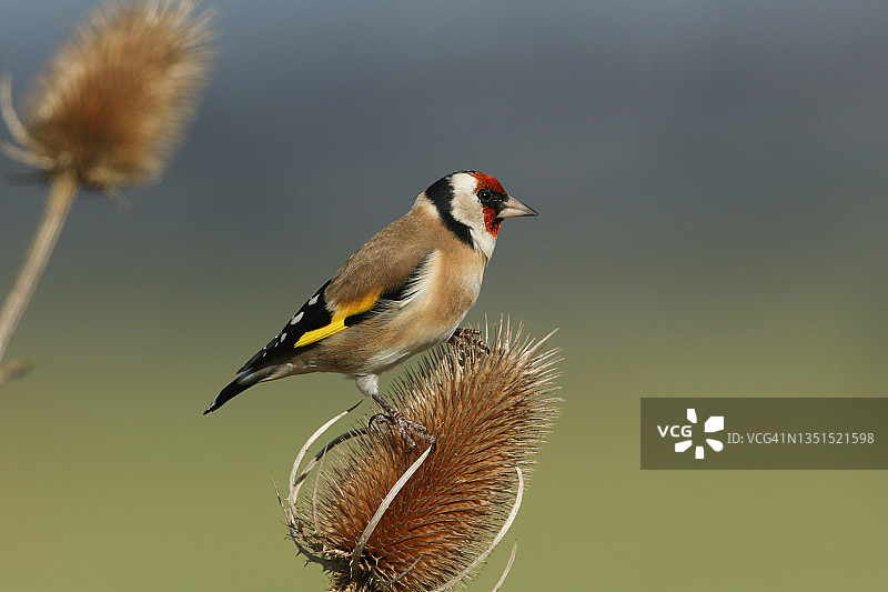 金翅雀在野外以蓟科植物的种子为食图片素材
