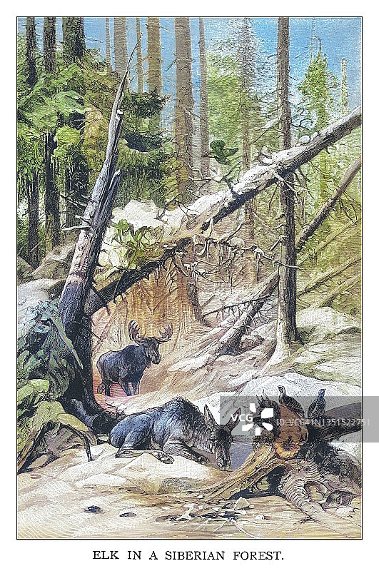 西伯利亚森林中的麋鹿古老雕刻插图图片素材