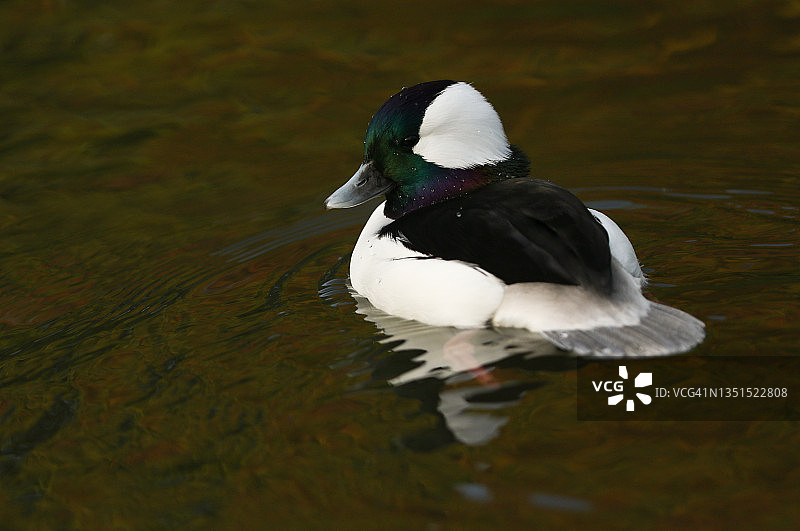 一只雄性小斑头秋沙鸭在斯利姆布里奇湿地野生动物保护区的池塘里游泳图片素材