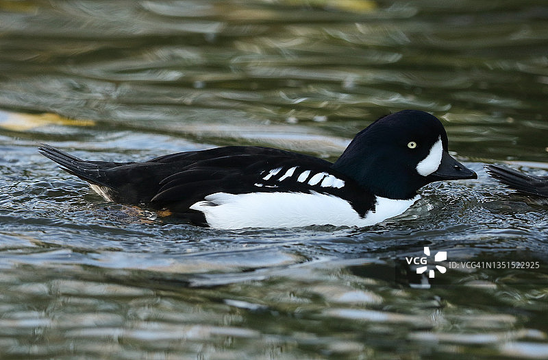 雄性巴罗氏金眼鸭在斯利姆布里奇湿地保护区湖中游泳图片素材