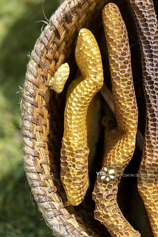 英国威尔士蒙茅斯蜜蜂节图片素材