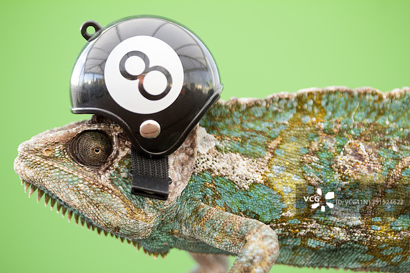 戴着八号球头盔的变色龙图片素材