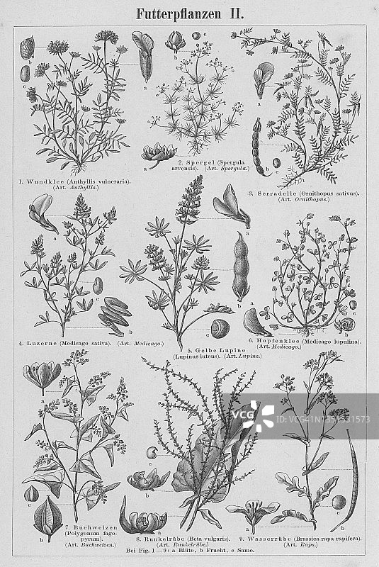 饲料植物古版画植物学插图图片素材