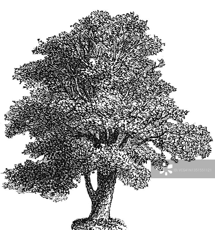 单棵树木古老雕刻插图图片素材