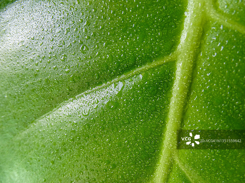 树叶上的水滴图片素材