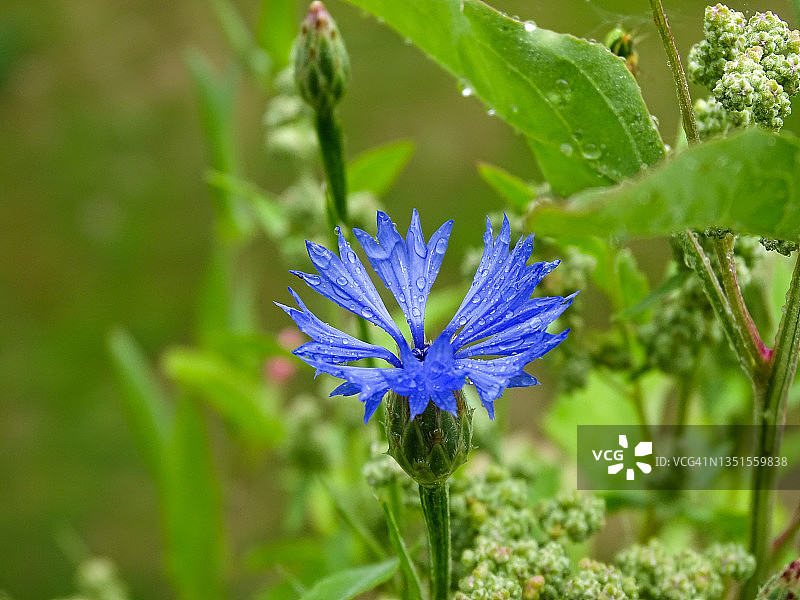 矢车菊花图片素材