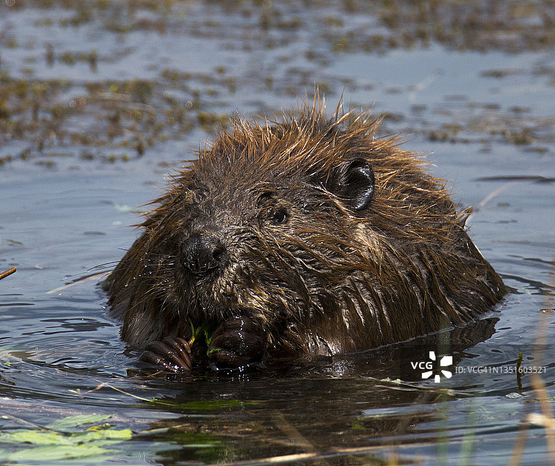 阿拉斯加海狸图片素材