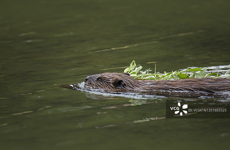 阿拉斯加海狸图片素材