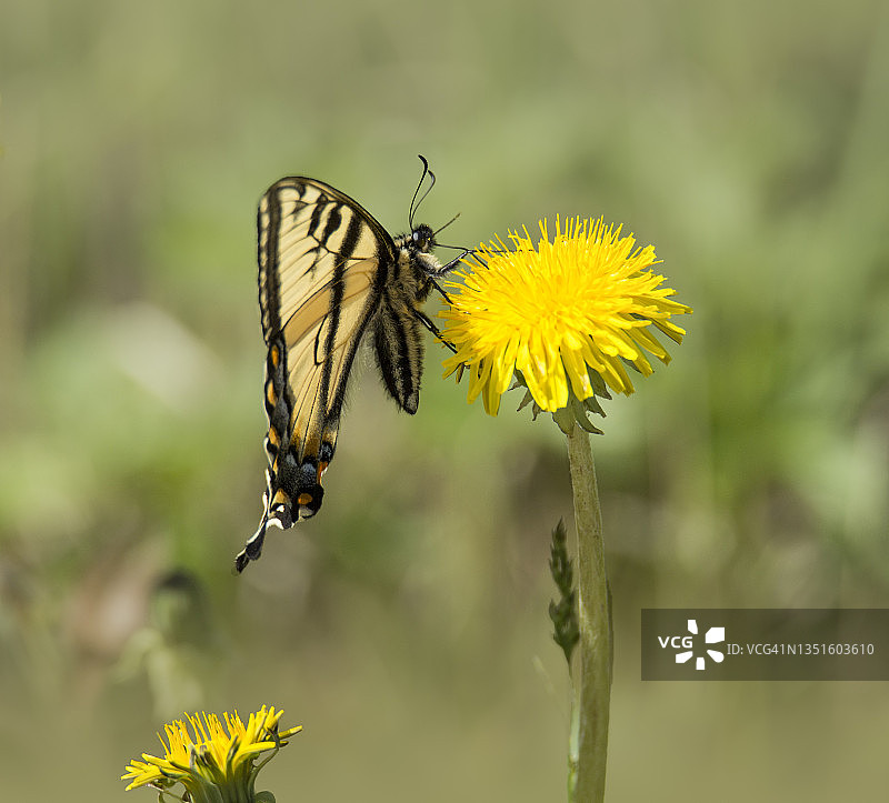 西部虎凤蝶图片素材