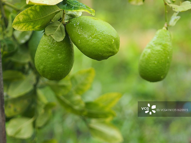 树上的青柠与绿色柠檬，模糊的自然背景，酸味水果图片素材