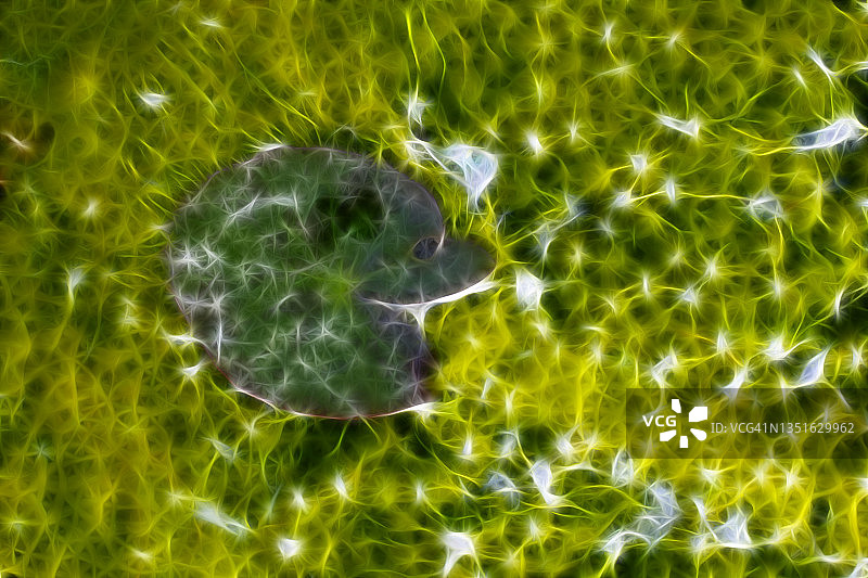 自然界中藻类、地衣或叶状体植物生态系统纹理特写图片素材