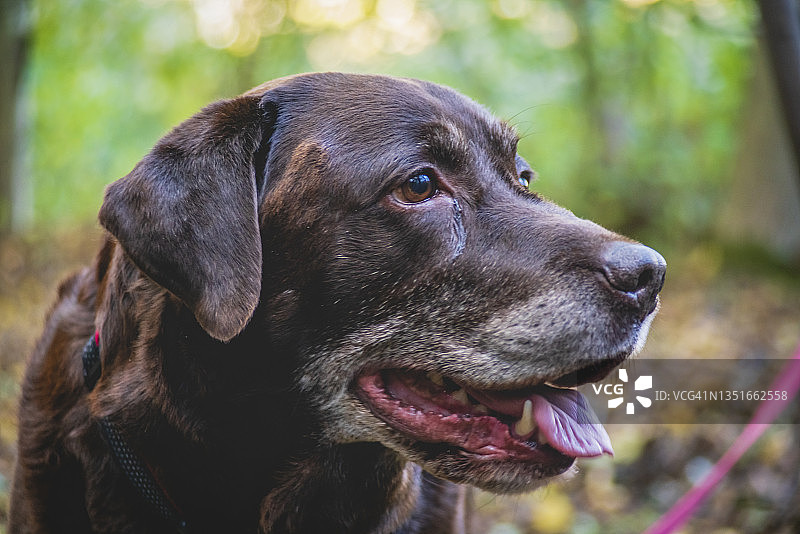 成熟的巧克力色拉布拉多犬图片素材