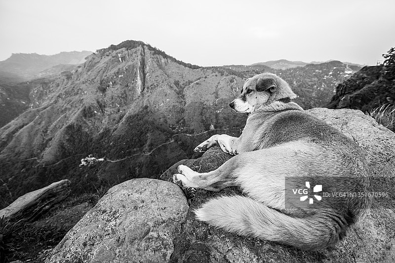 小狗和徒步旅行，斯里兰卡图片素材