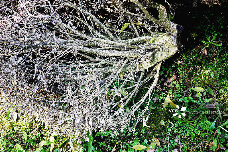 因飞蛾而完全落叶的枯萎黄杨树图片素材