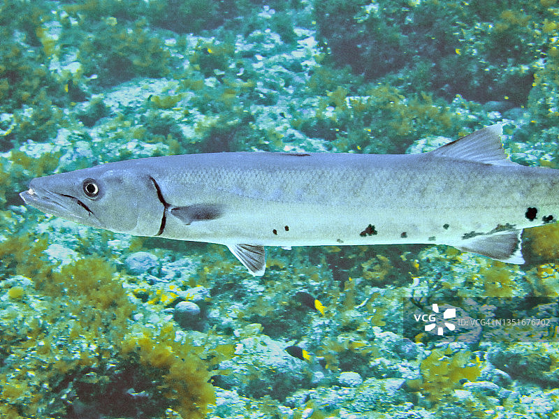 巴西费尔南多-迪诺罗尼亚群岛的金梭鱼图片素材