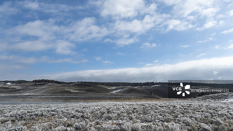 在雪谷中吃草的野牛群图片素材