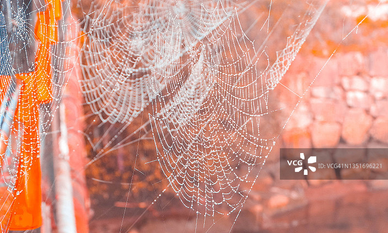 蜘蛛网图片素材