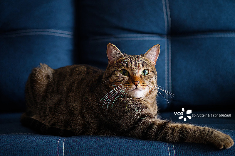 自信聪明的家养灰色条纹猫躺在沙发上看着镜头，居家生活图片素材