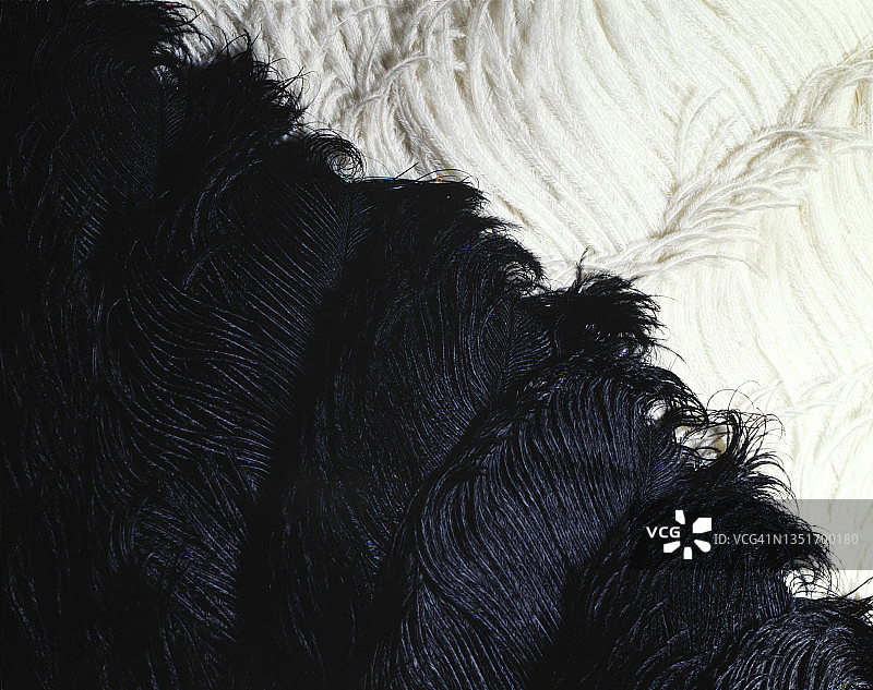 黑白鸵鸟羽毛特写图片素材