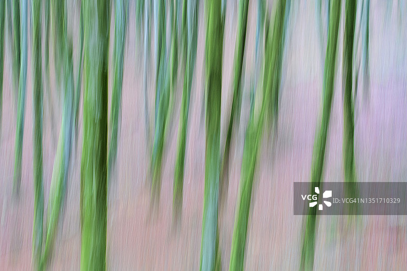 山毛榉树森林的模糊动感图片素材