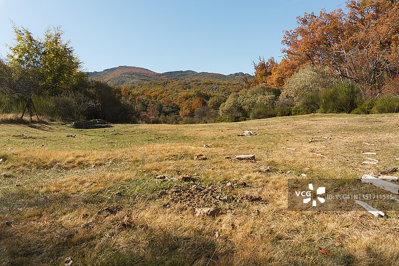 山毛榉森林的秋天图片素材