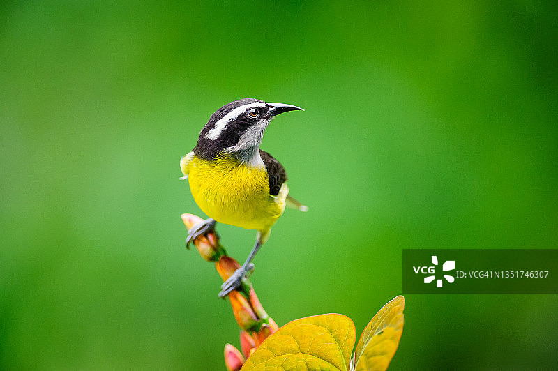 香蕉雀（Coereba flaveola），阿萨赖特自然中心，特立尼达和多巴哥图片素材