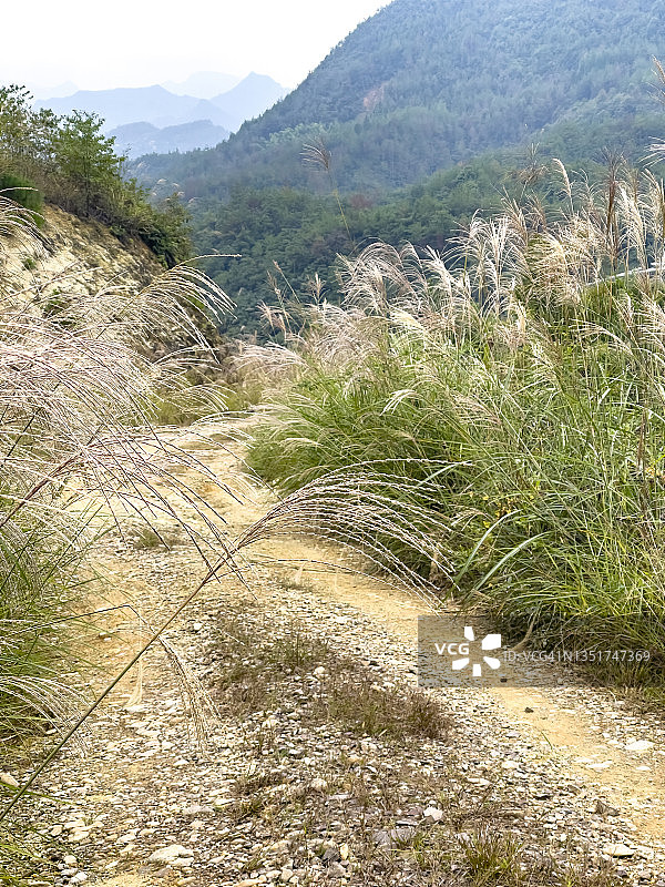 山区茂密芦苇中的公路图片素材