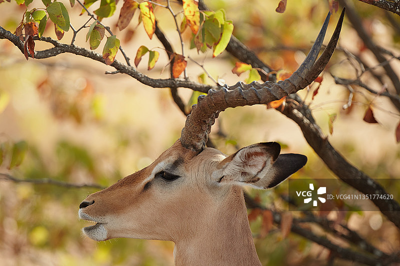 黑斑羚图片素材