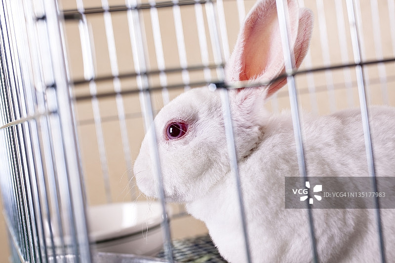 待售兔子图片素材