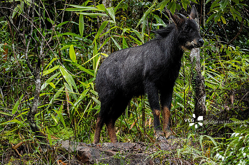 热带森林中的苏门答腊鬣羚图片素材