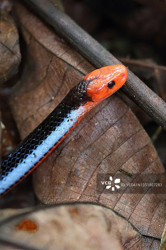 蓝珊瑚蛇图片素材