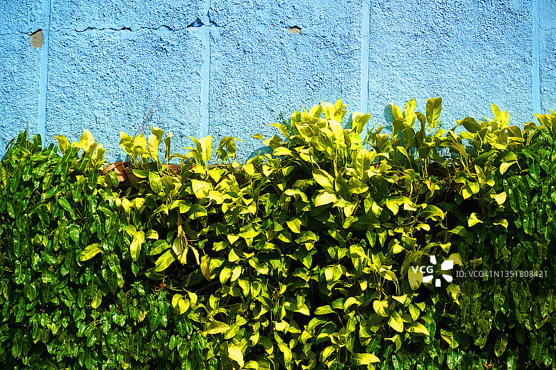 蓝色墙上的绿色植物图片素材