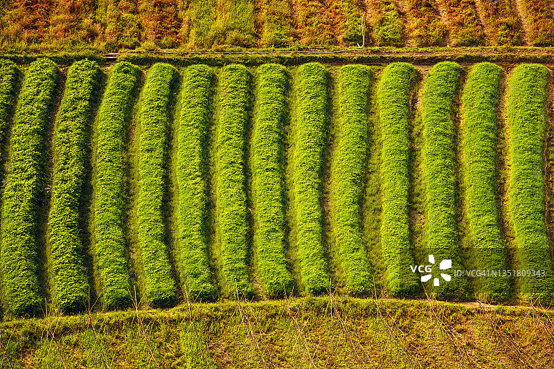 蔬菜田地的俯视图图片素材