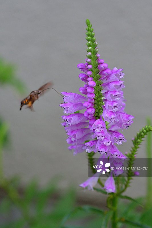 随意草图片素材