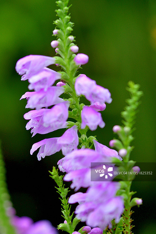 随意草图片素材