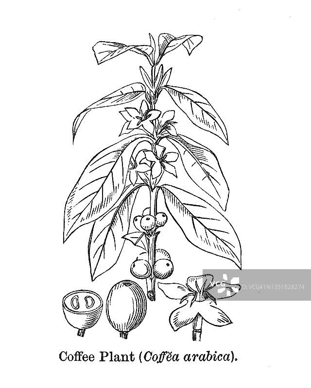 阿拉伯咖啡古老雕刻插图图片素材