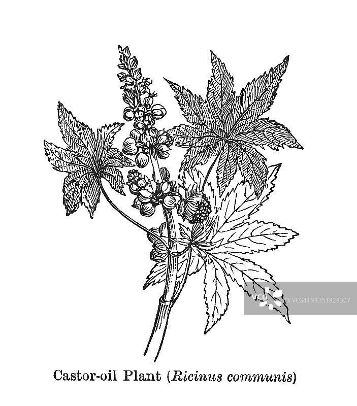 蓖麻古版画插图，植物学图片素材