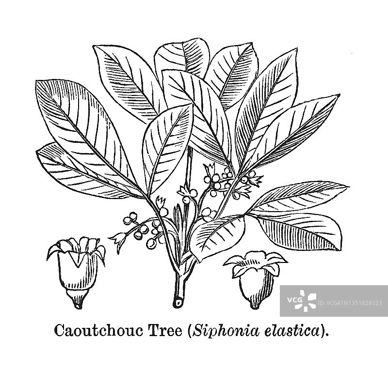 橡胶树古版画插图图片素材