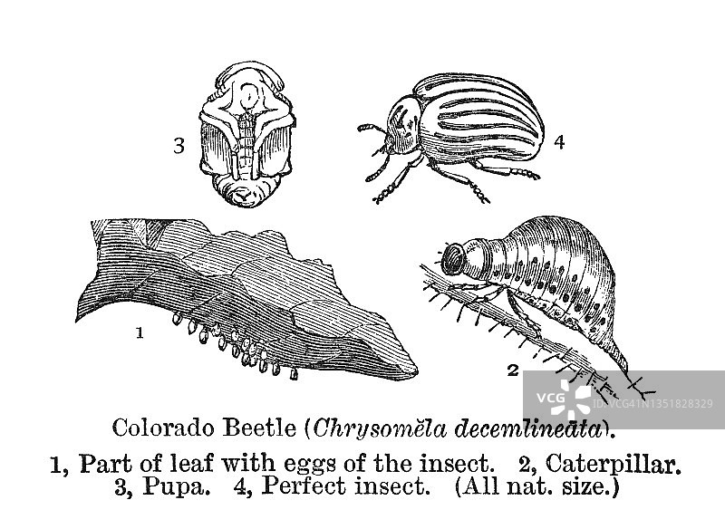 老式彩印石版画：昆虫学，科罗拉多马铃薯甲虫图片素材
