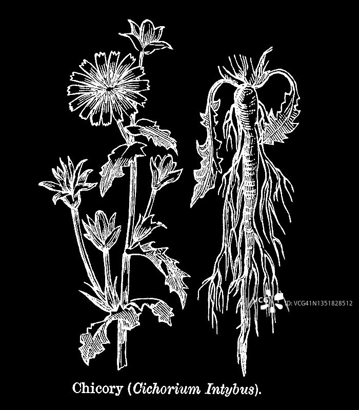 菊苣古老雕刻插图图片素材