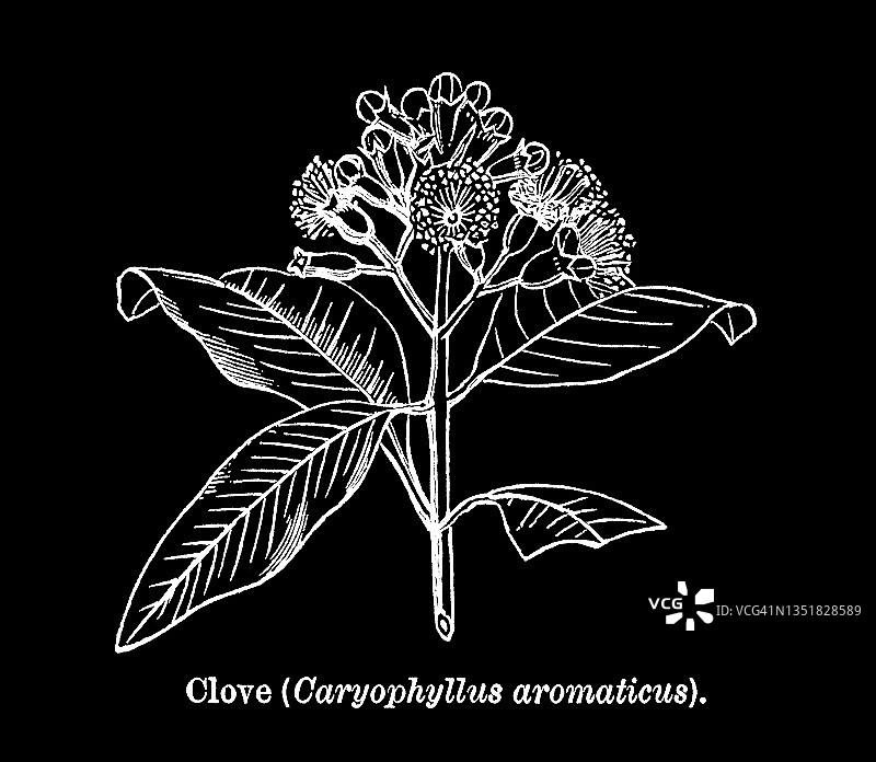 丁香植物（Caryophyllus Aromaticus）古老雕刻插图图片素材