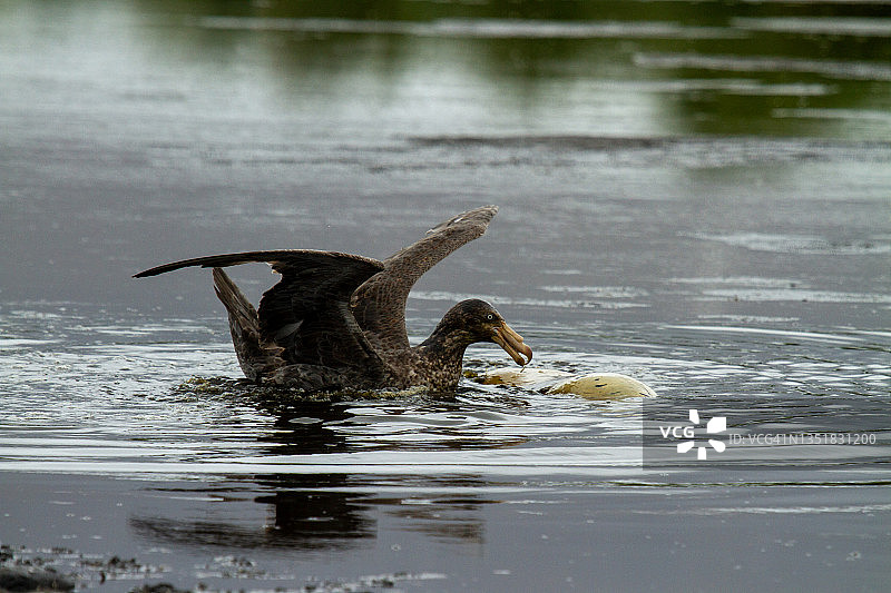 南乔治亚岛上的贼鸥图片素材