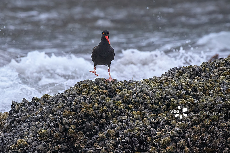 在俄勒冈州班顿海滩的贻贝堆上寻找食物的黑蛎鹬图片素材