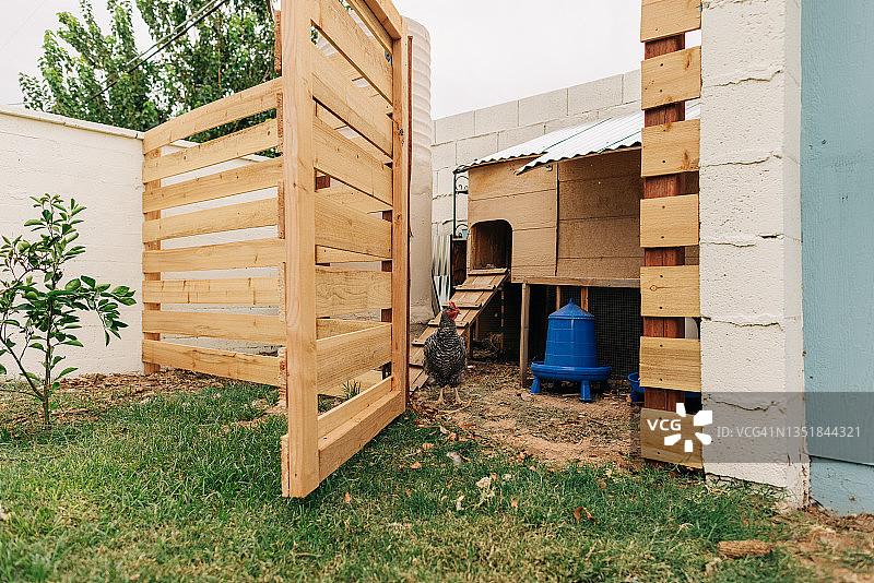 阴天院子里鸡舍中的中等体型鸡图片素材