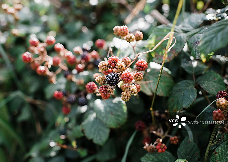 英国乡村的野生覆盆子和黑莓图片素材