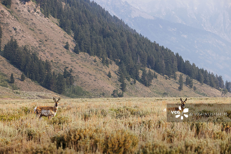 两只叉角羚在 Grand Teton 国家公园的草地上吃草图片素材