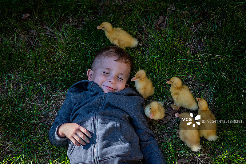 小男孩笑着看六只小鸭子在他周围走动图片素材