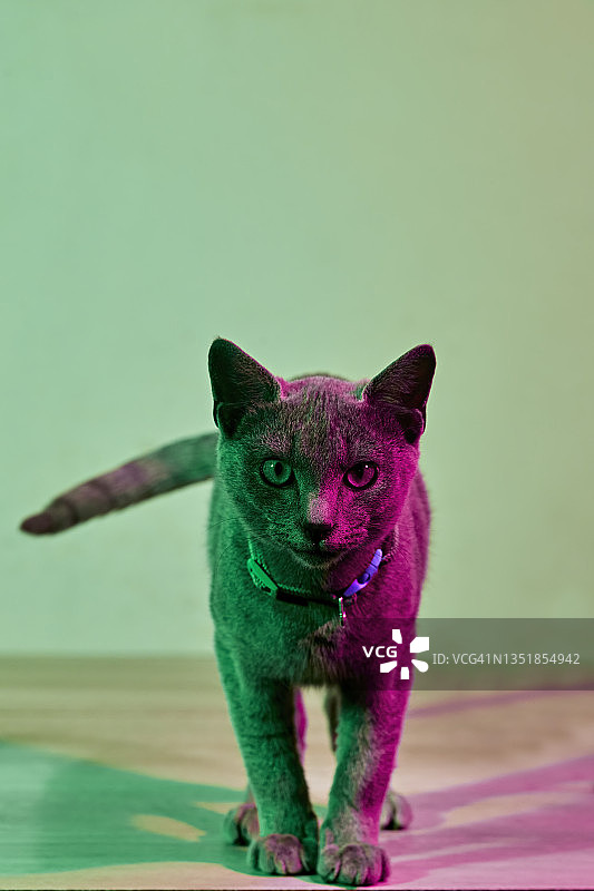 绿紫色灯光下的灰猫肖像图片素材