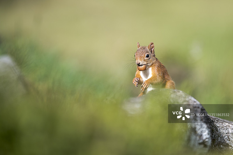 欧亚红松鼠（Sciurusvulgaris）户外站立，嘴里含着坚果图片素材